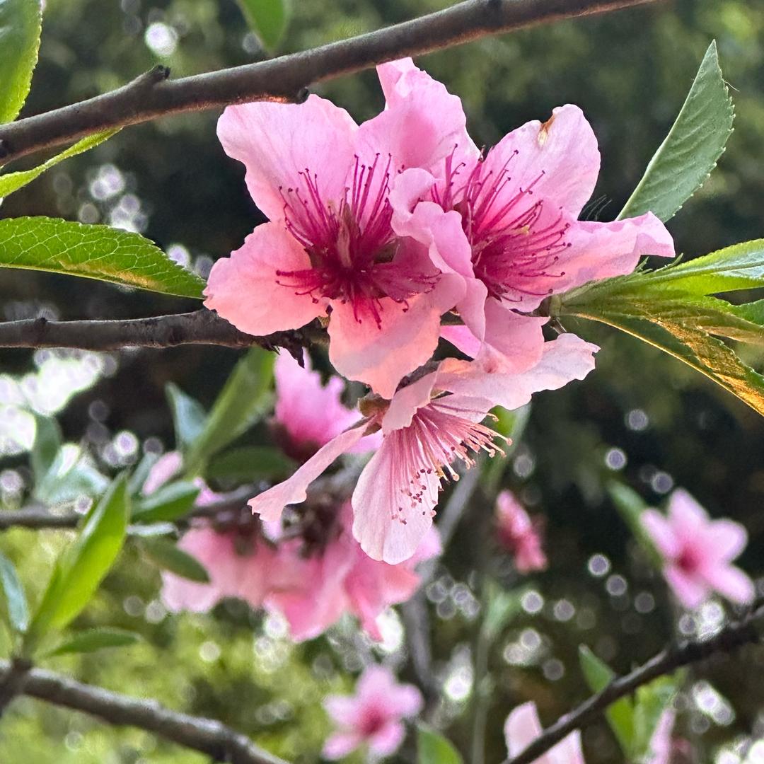🌹