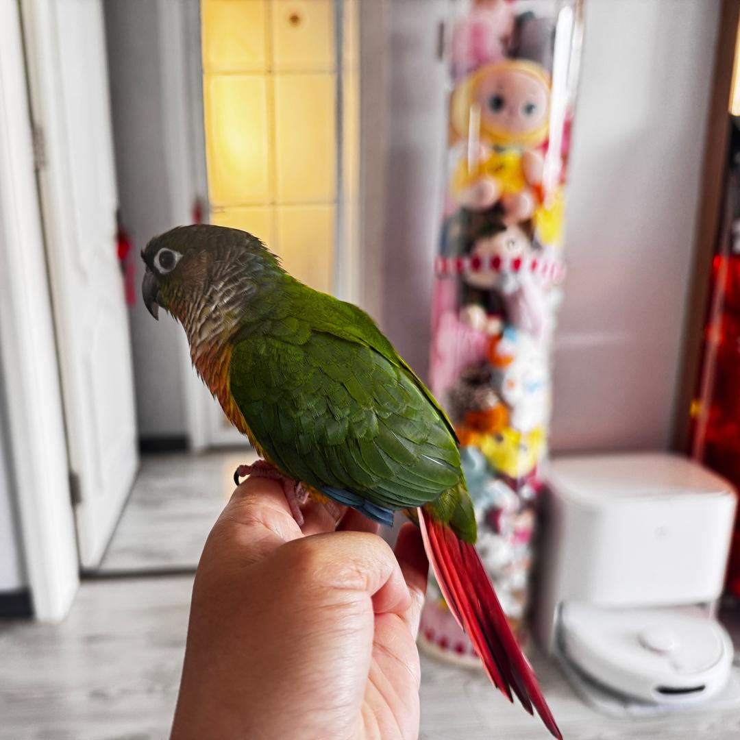 金豆豆手养鹦鹉