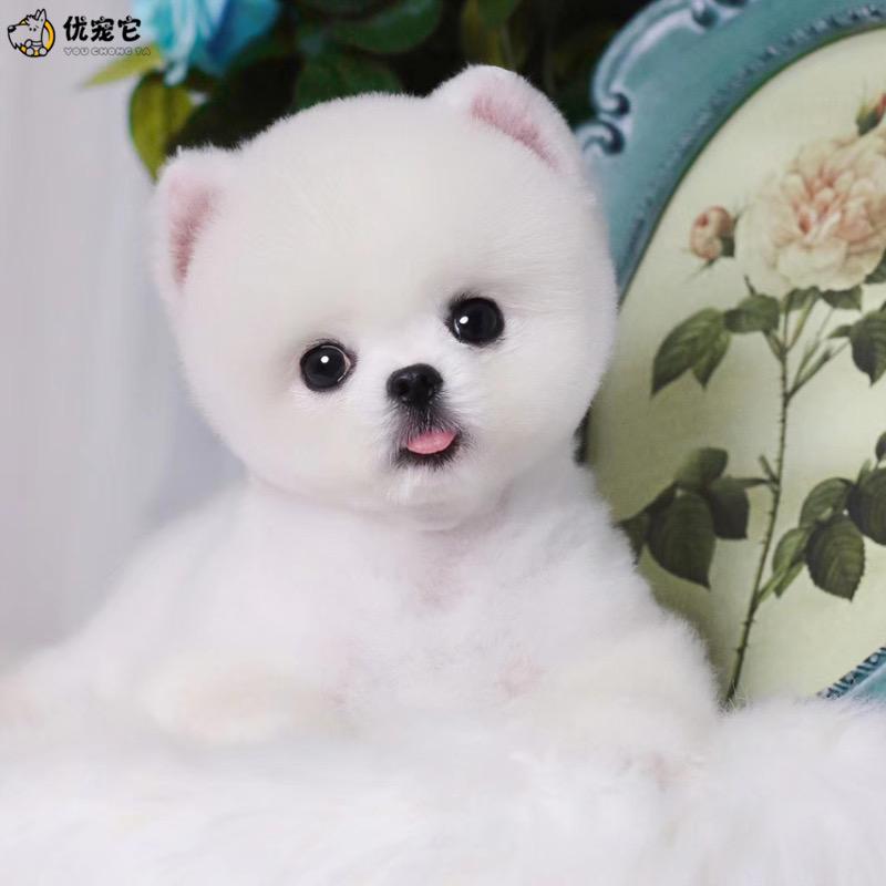 宠汪汪🐶博美小院-茶杯俊介