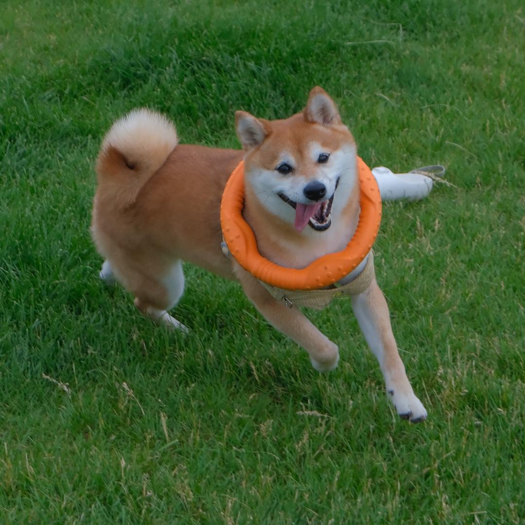柴犬开心
