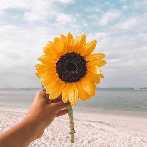 Sunshine°