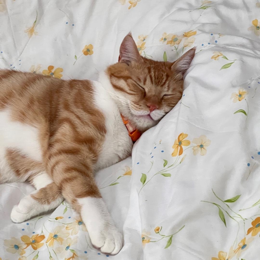 就吃一口  ̊ଳ ̊