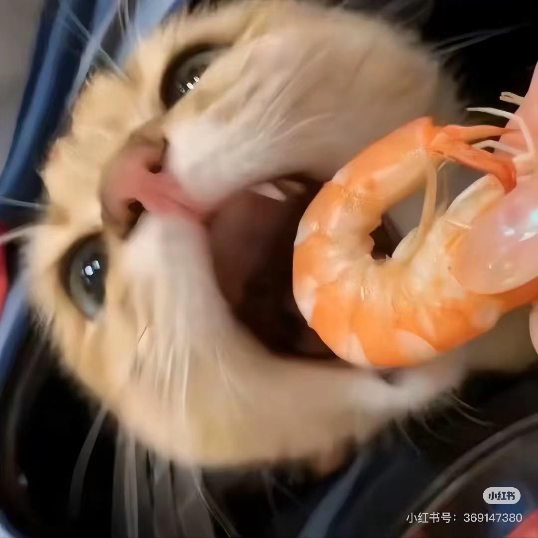 你的猫好吗