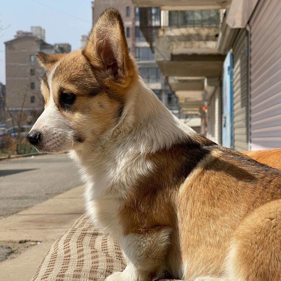 卡梅拉