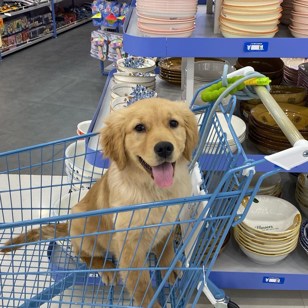 🐶泡芙爱追喵🐈