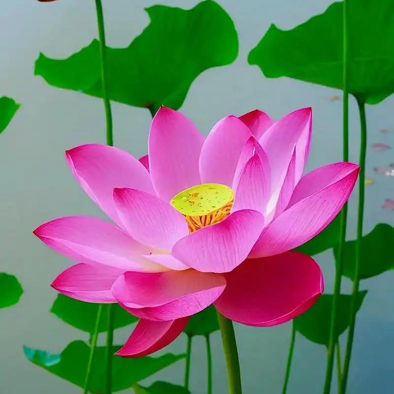 天天开心❤️
