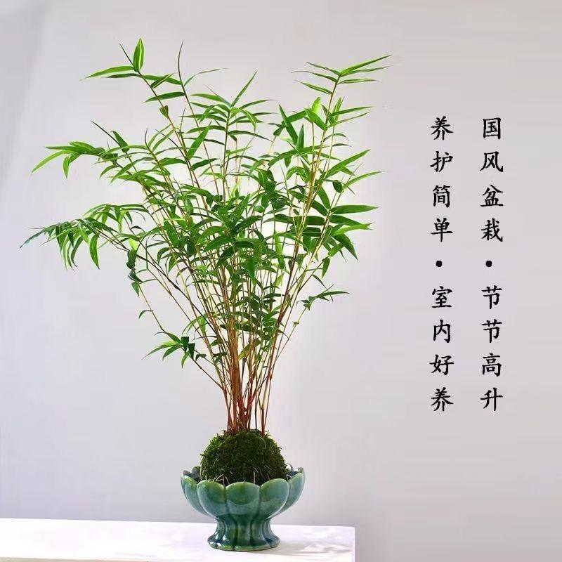 琳倩园艺