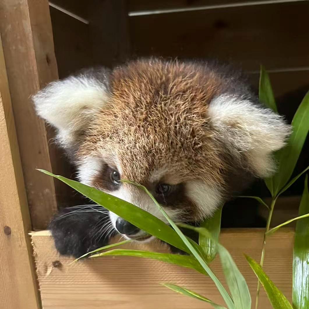 红猫熊繁育中心