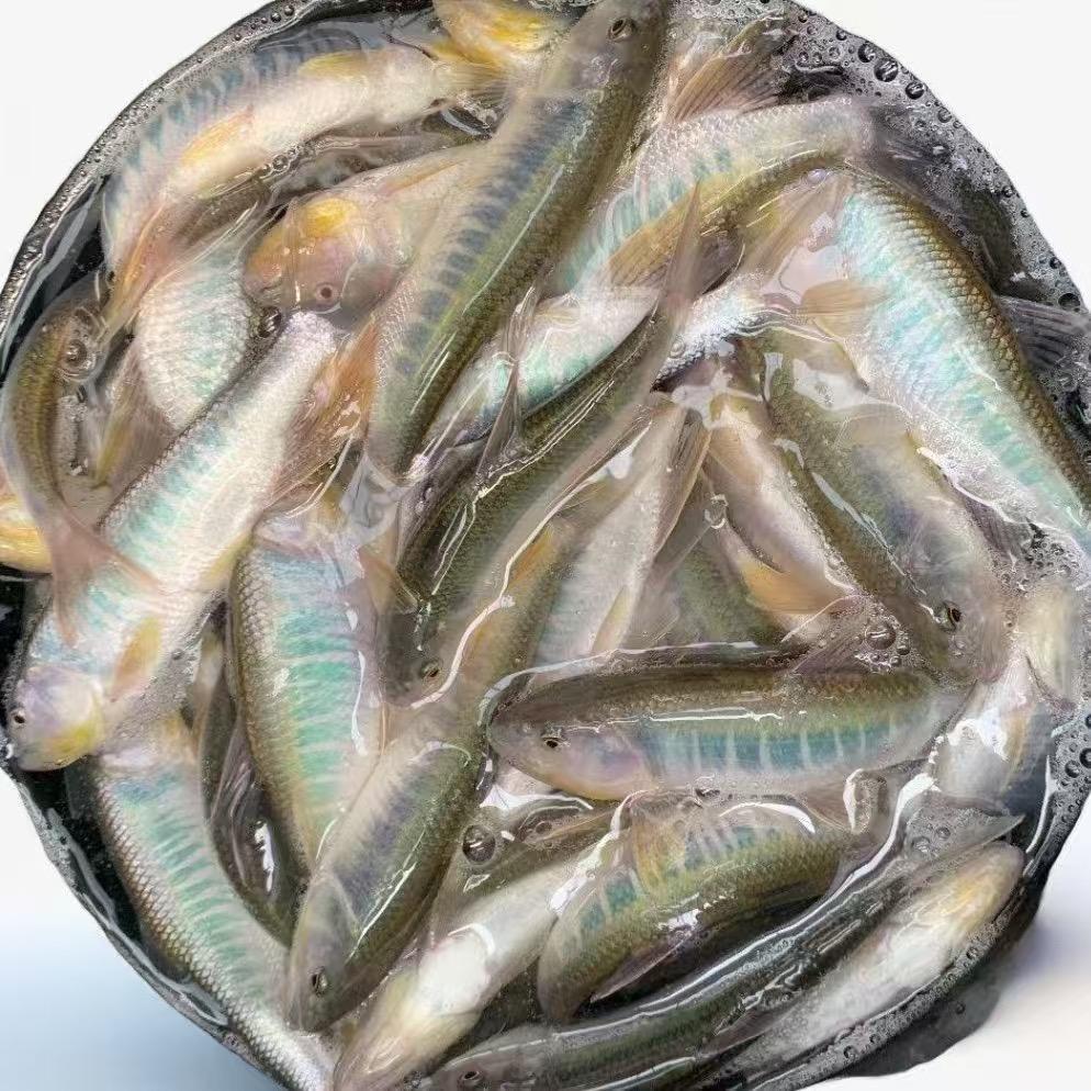 淡水金枪鱼