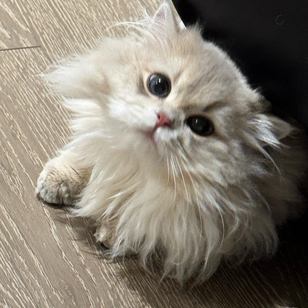 秋秋奥特曼