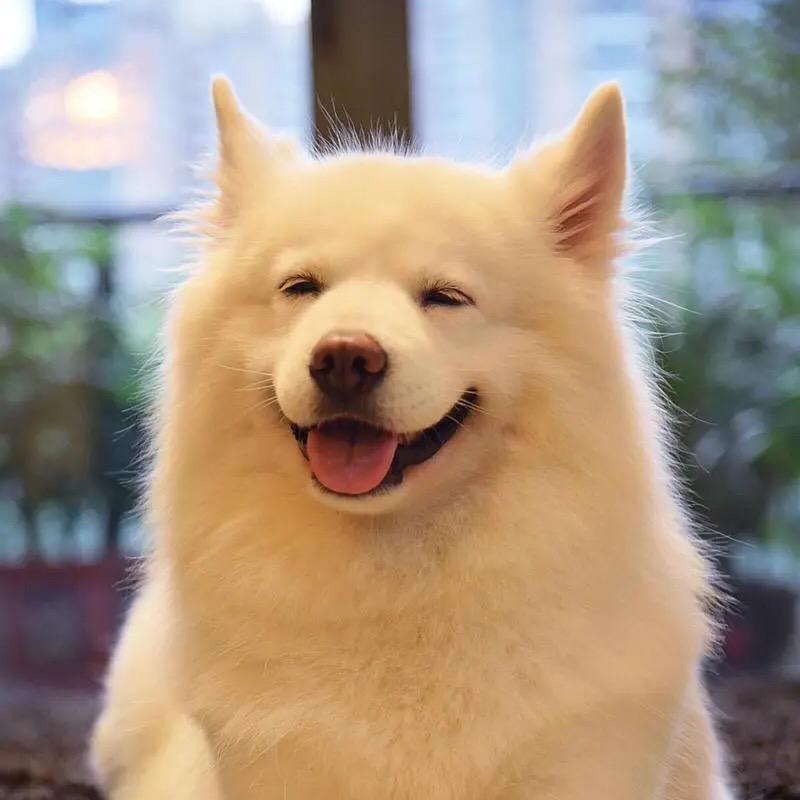 汪汪队养狗帮手