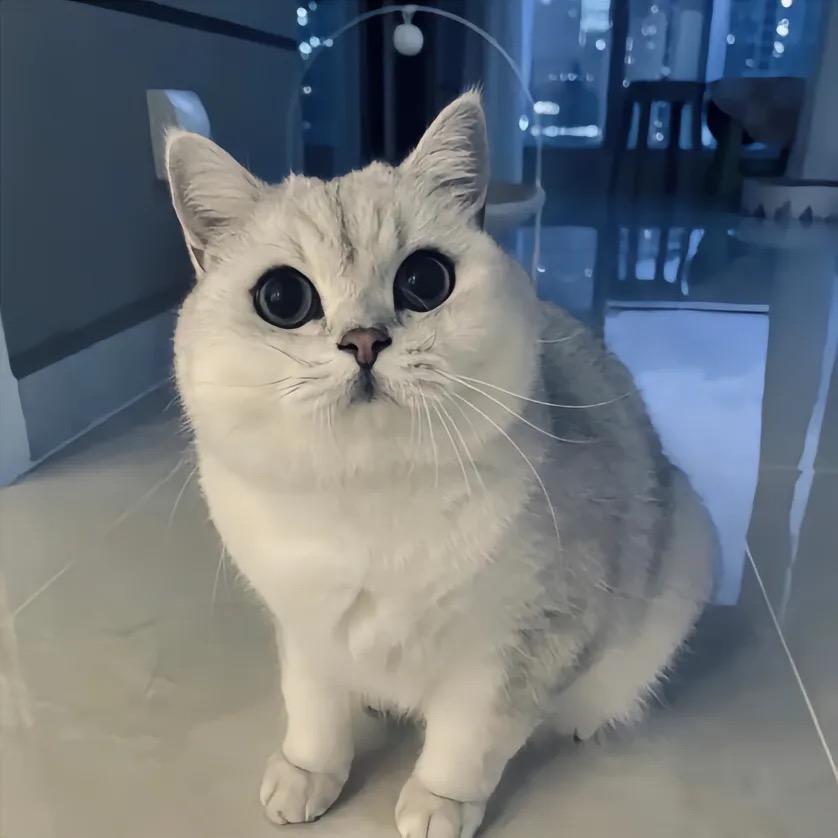 猫猫笔记