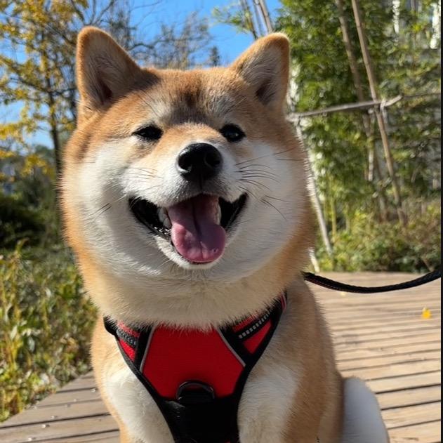 我的小狗叫巴黎