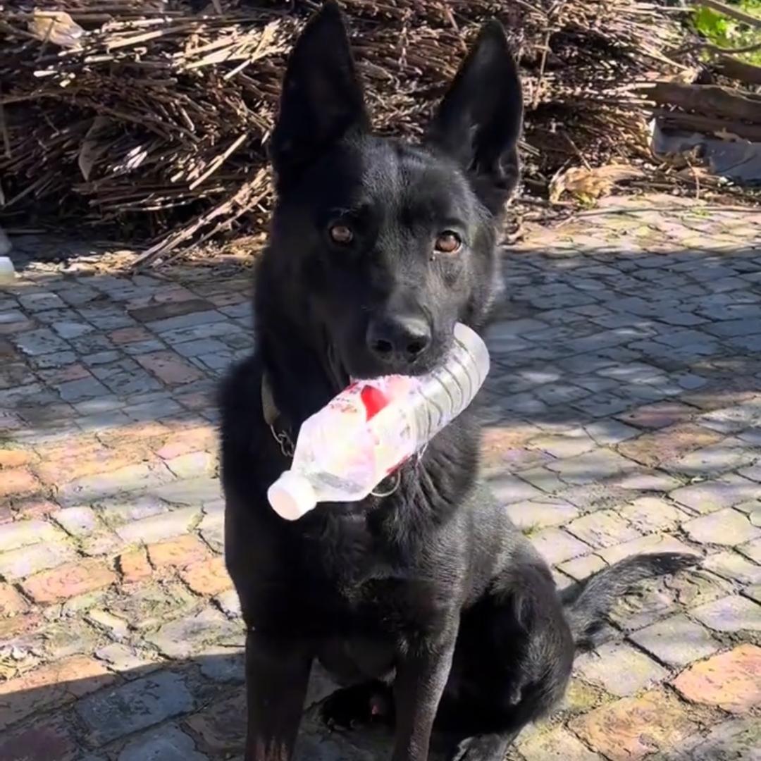 马哥的狗场乐园