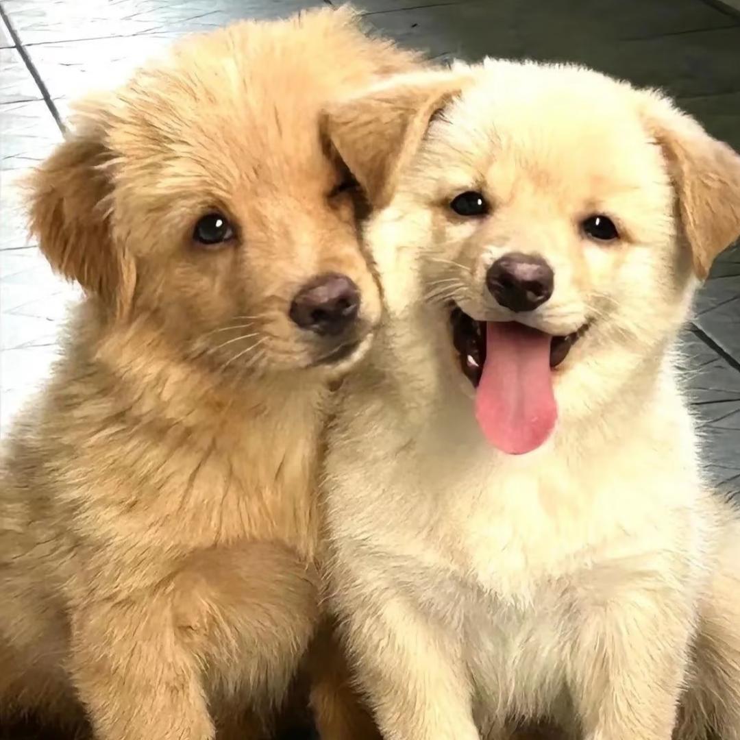 我有好多毛孩子