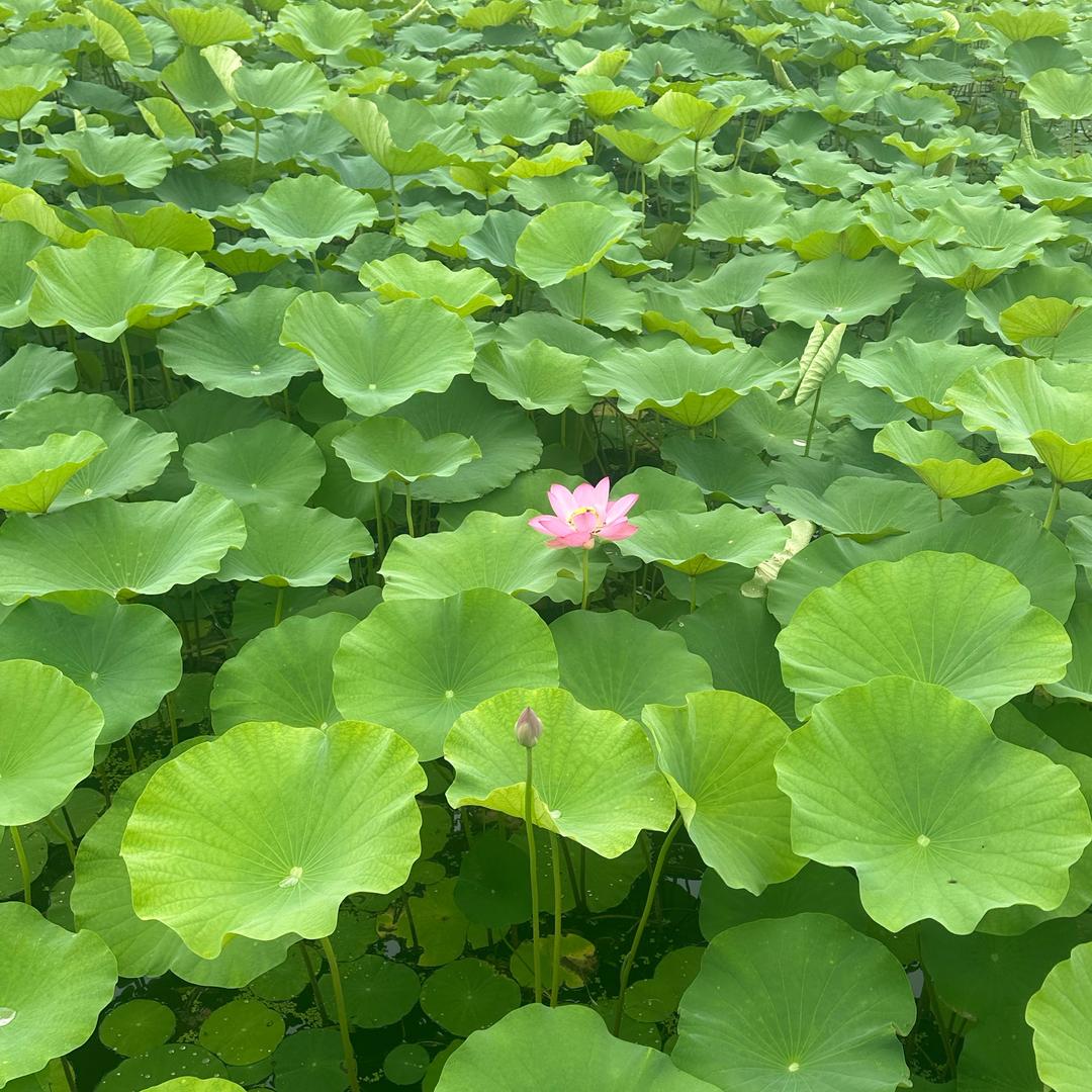 无欲无求