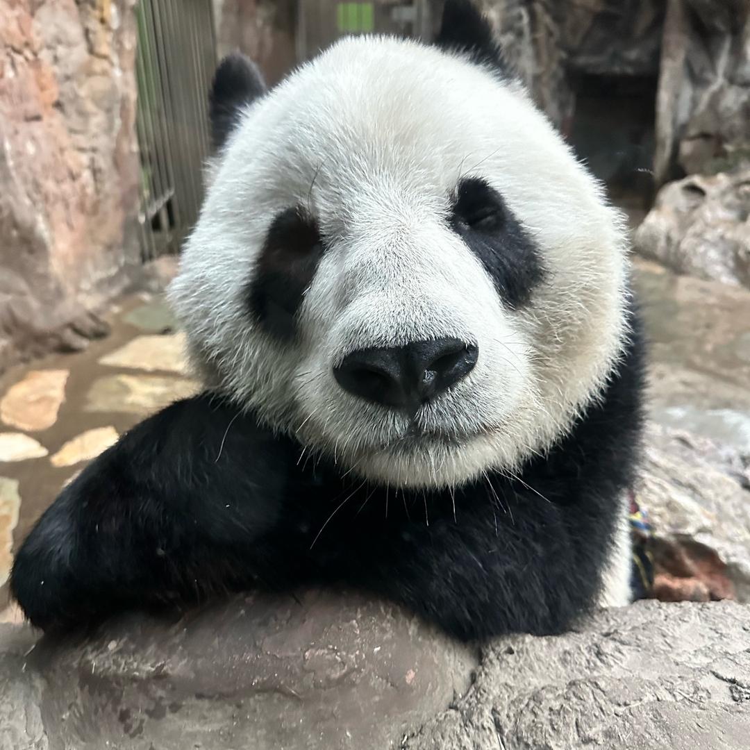 🍀️☘🍀️☘🍀