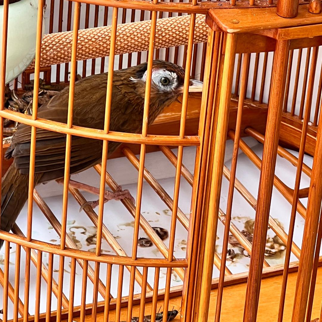 闲散老人鸟食用品店