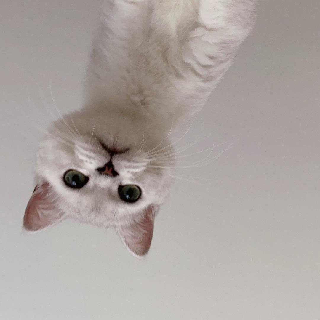 12岁就敢单手指月亮的张拜天