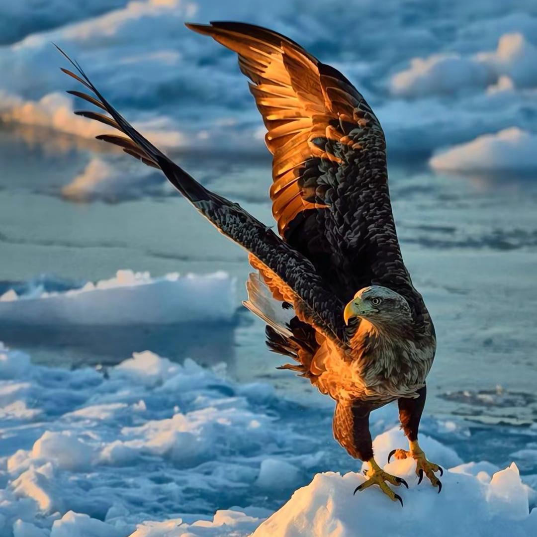 Tiktok娱乐直播🦅飞鹰