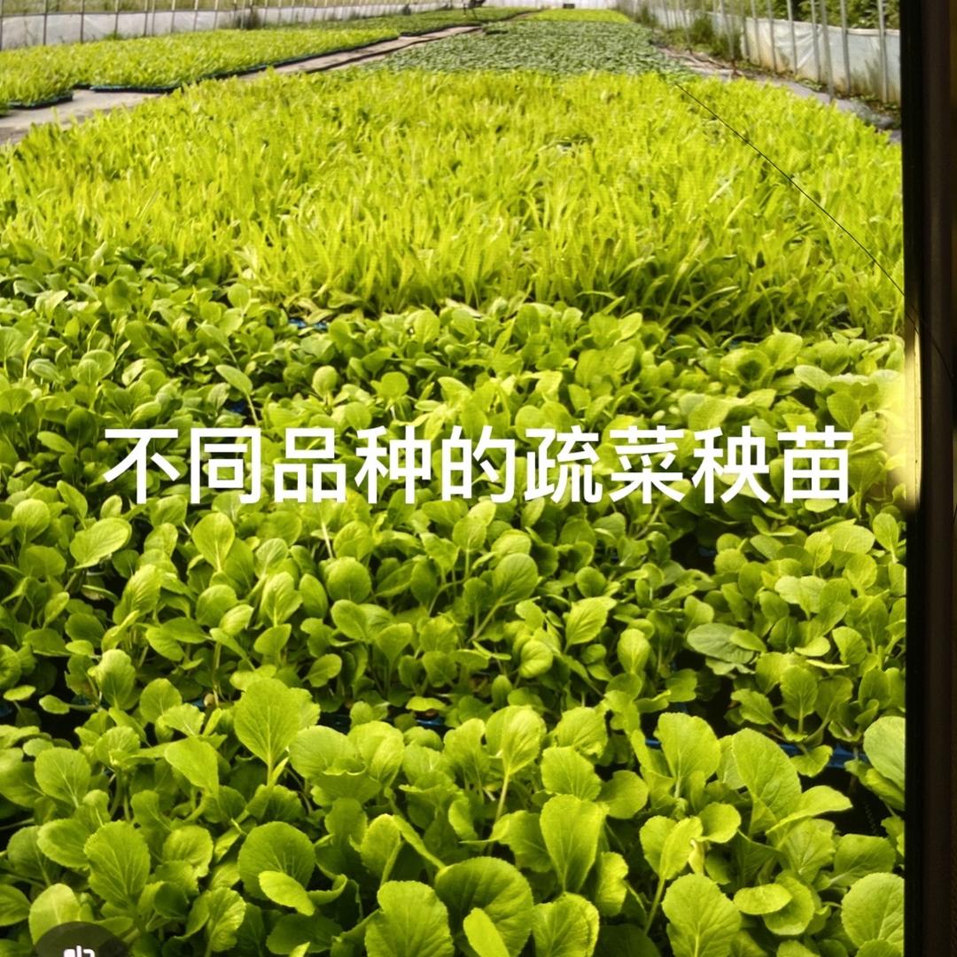 晨贝商贸