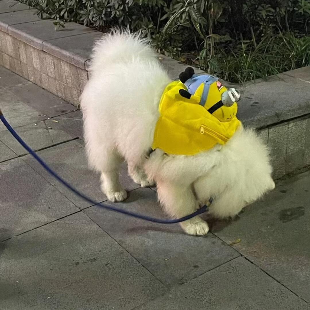 名犬养殖