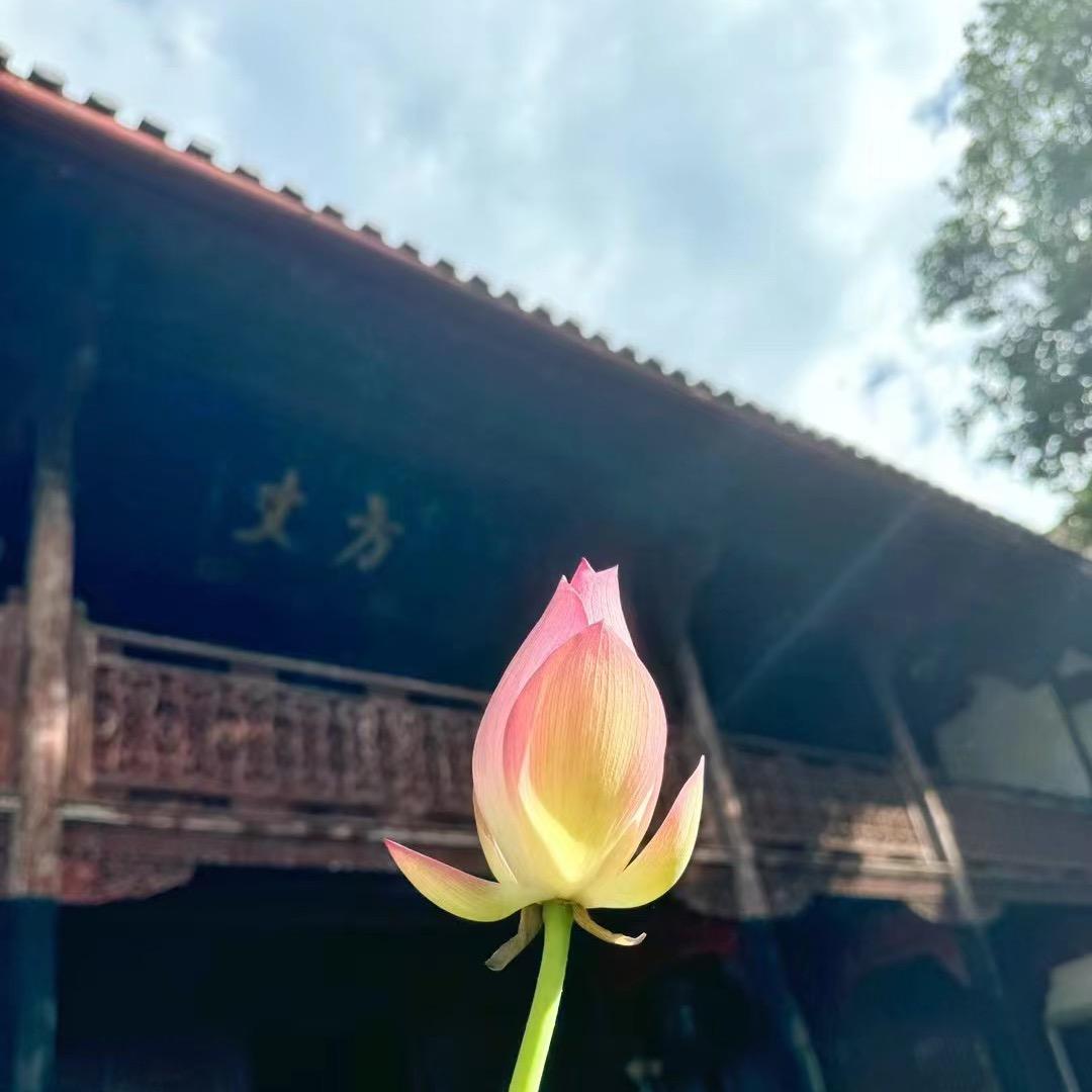 九华山小蔡导