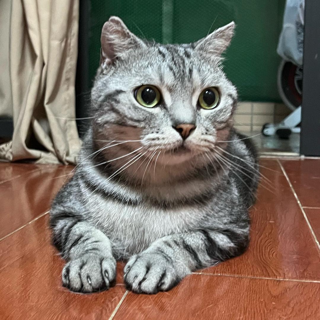 煤炭是只猫