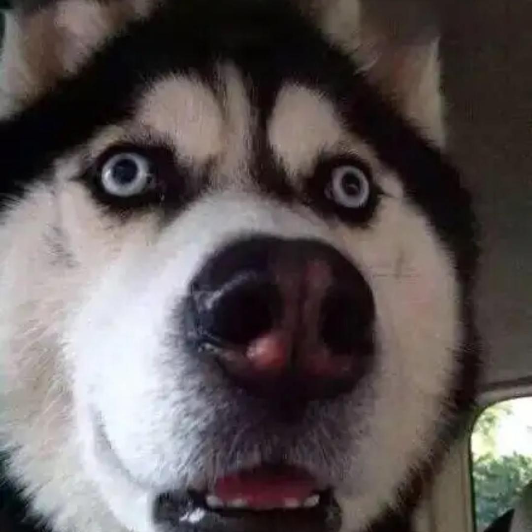 慕斯小熊