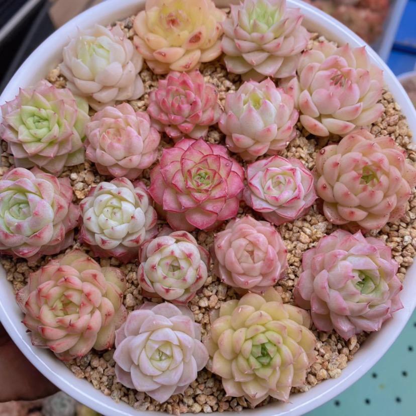 橙梦露多肉