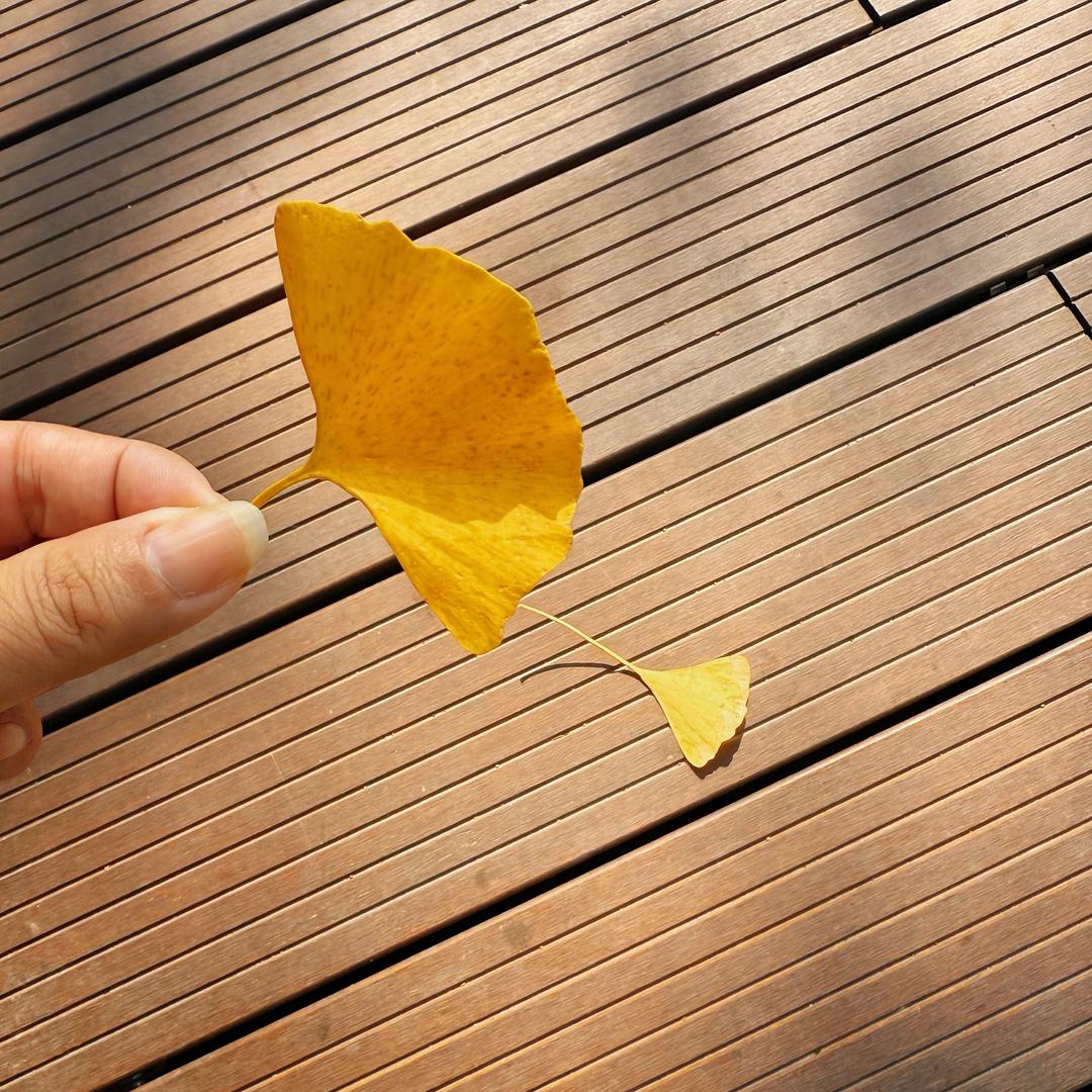 一棵大大大青菜