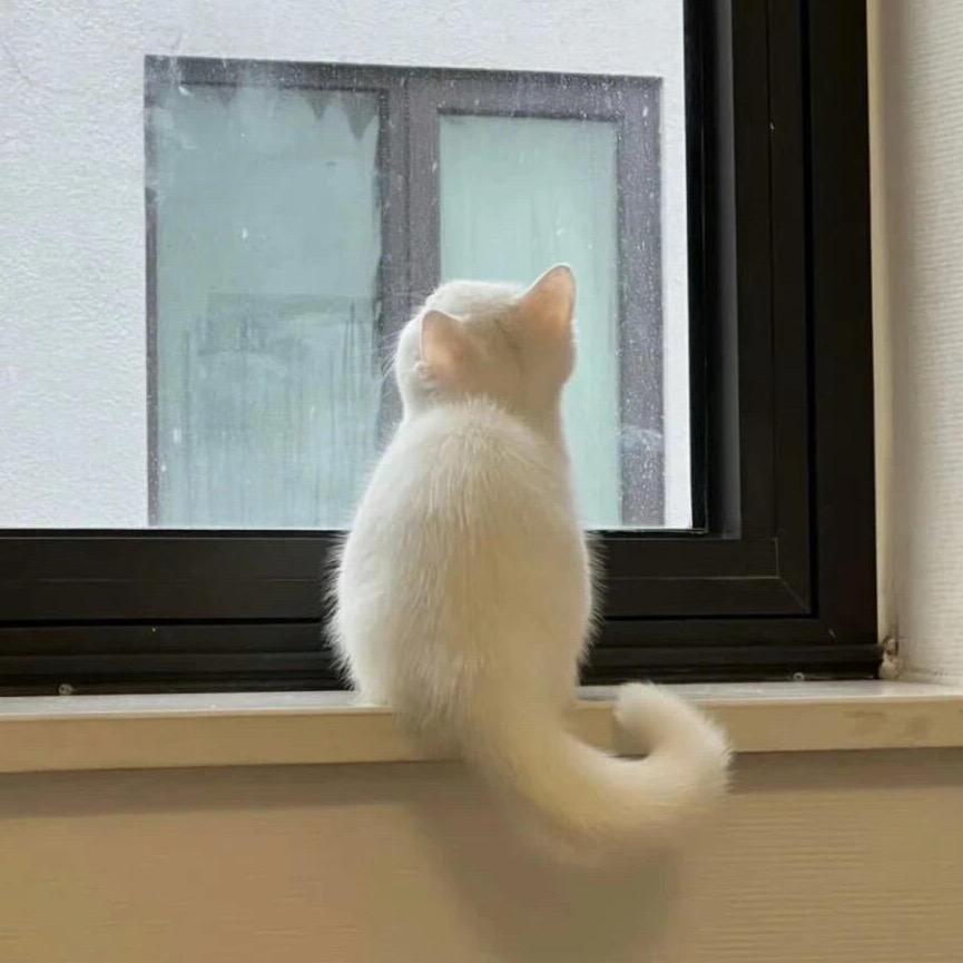 一坨肥猫🐈🌿