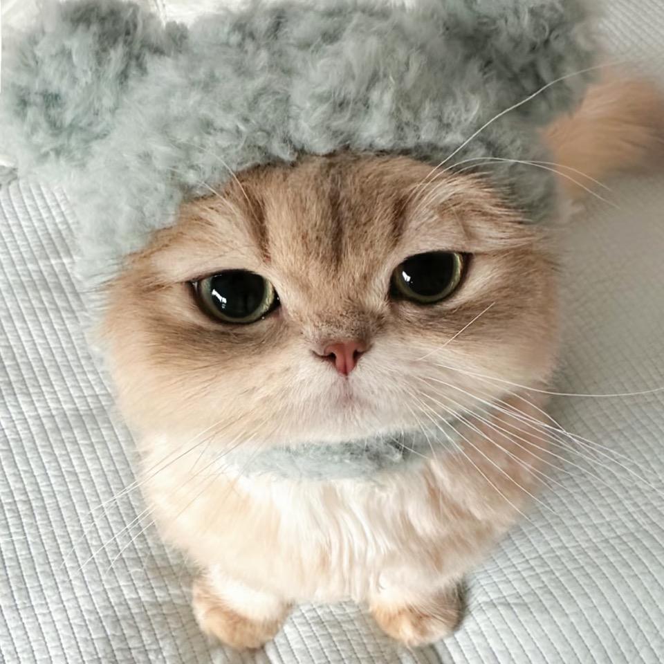 绝望的寡妇