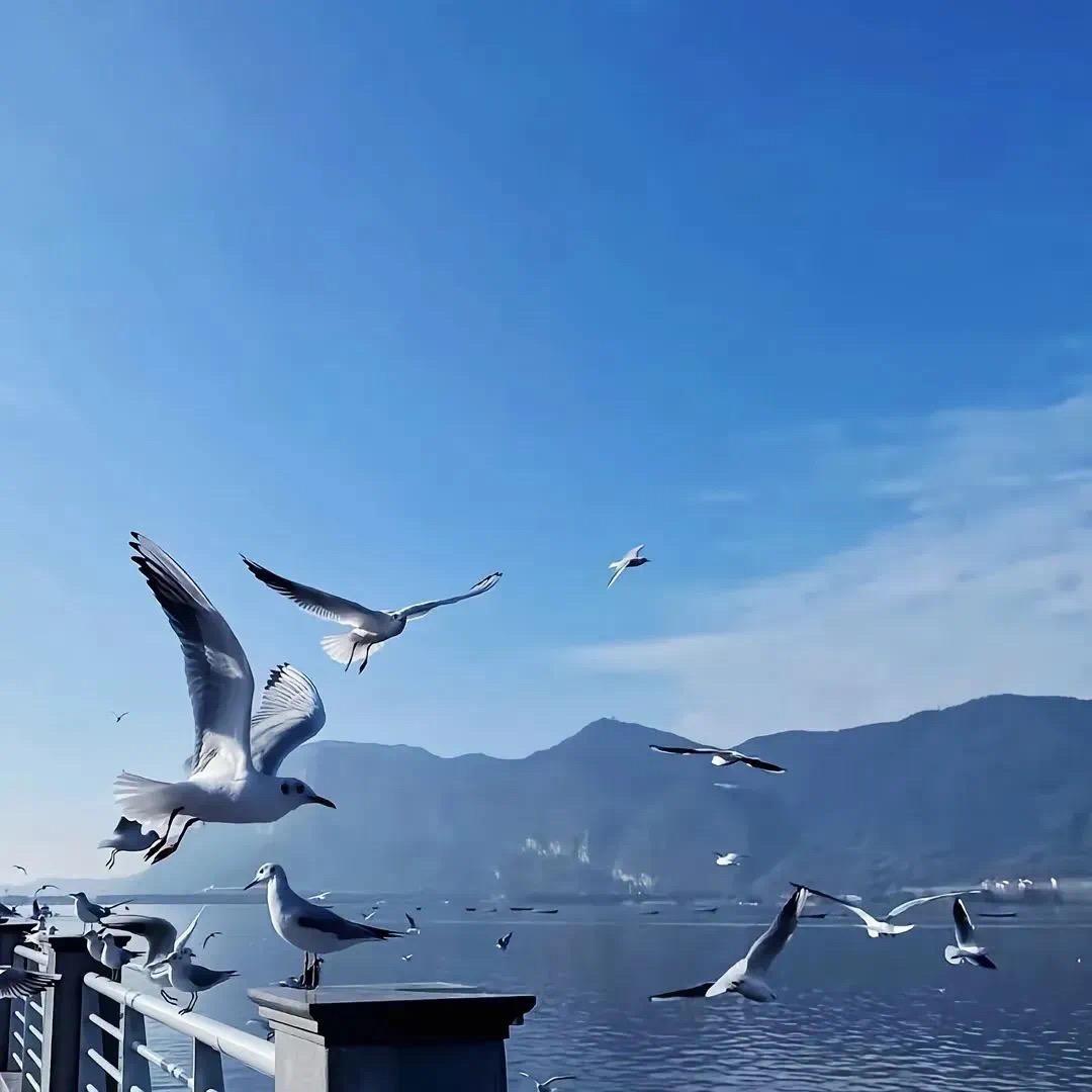 飞翔游乐场