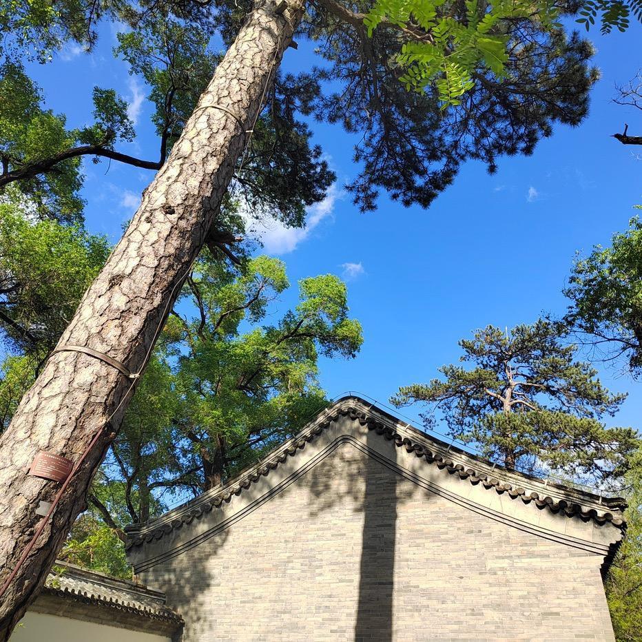 可乐豆
