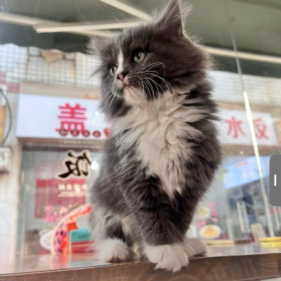 菜菜举