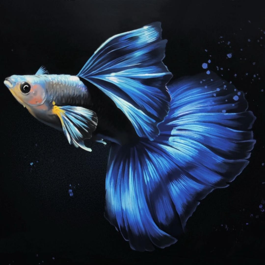 鱼水间孔雀鱼观赏鱼