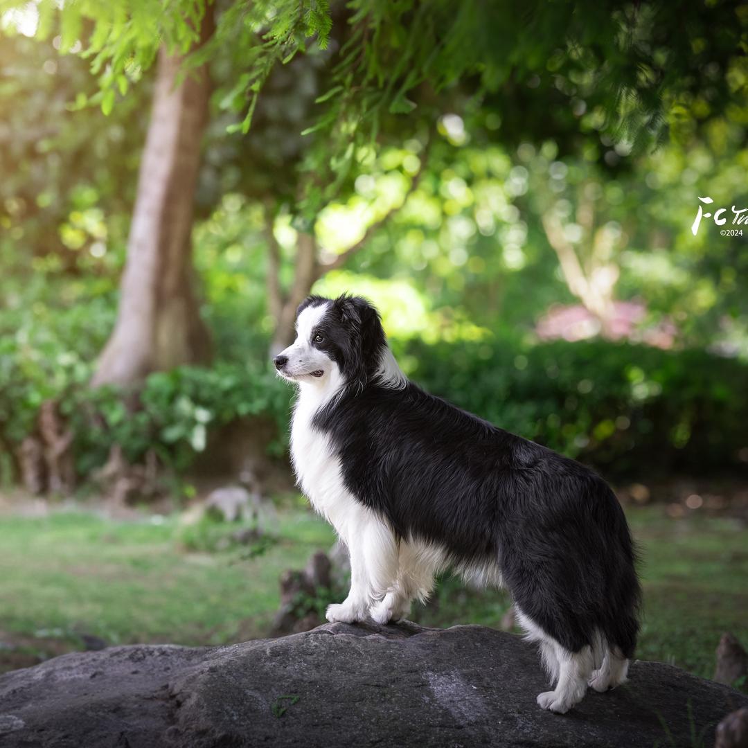 湖南可乐边牧犬舍
