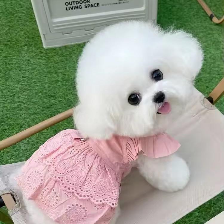 三六九🐶🌺✌️