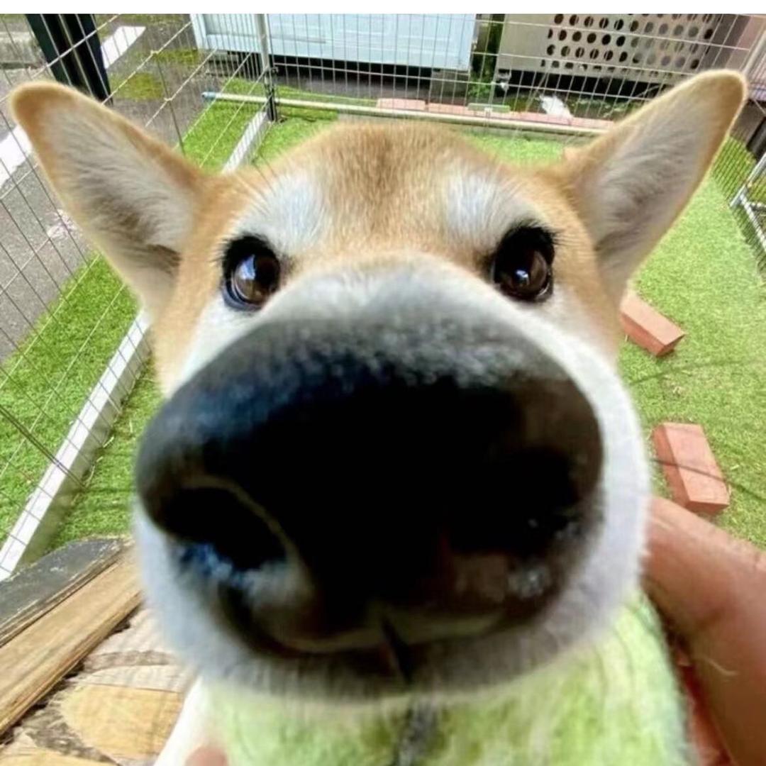 勿愿