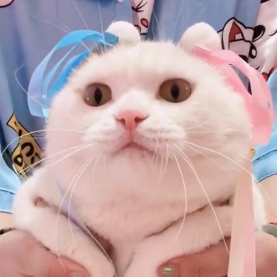 猫咪甜甜圈儿