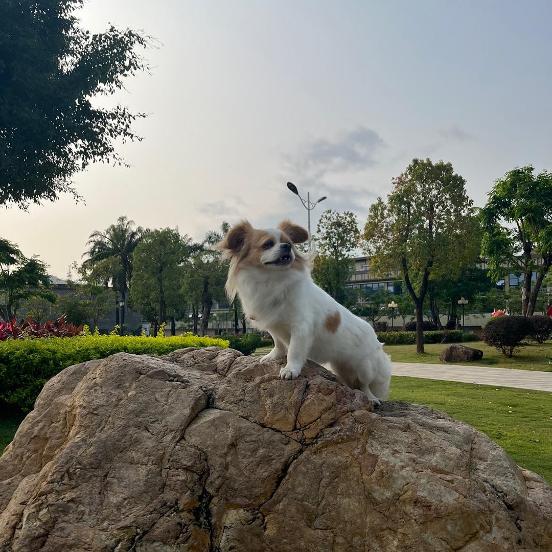 佩琦打怪兽👾