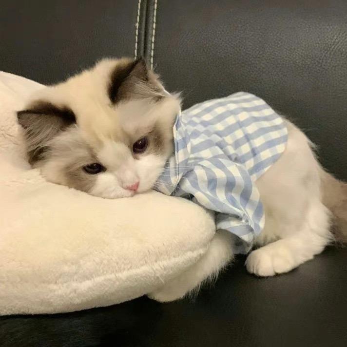 杨咩咩