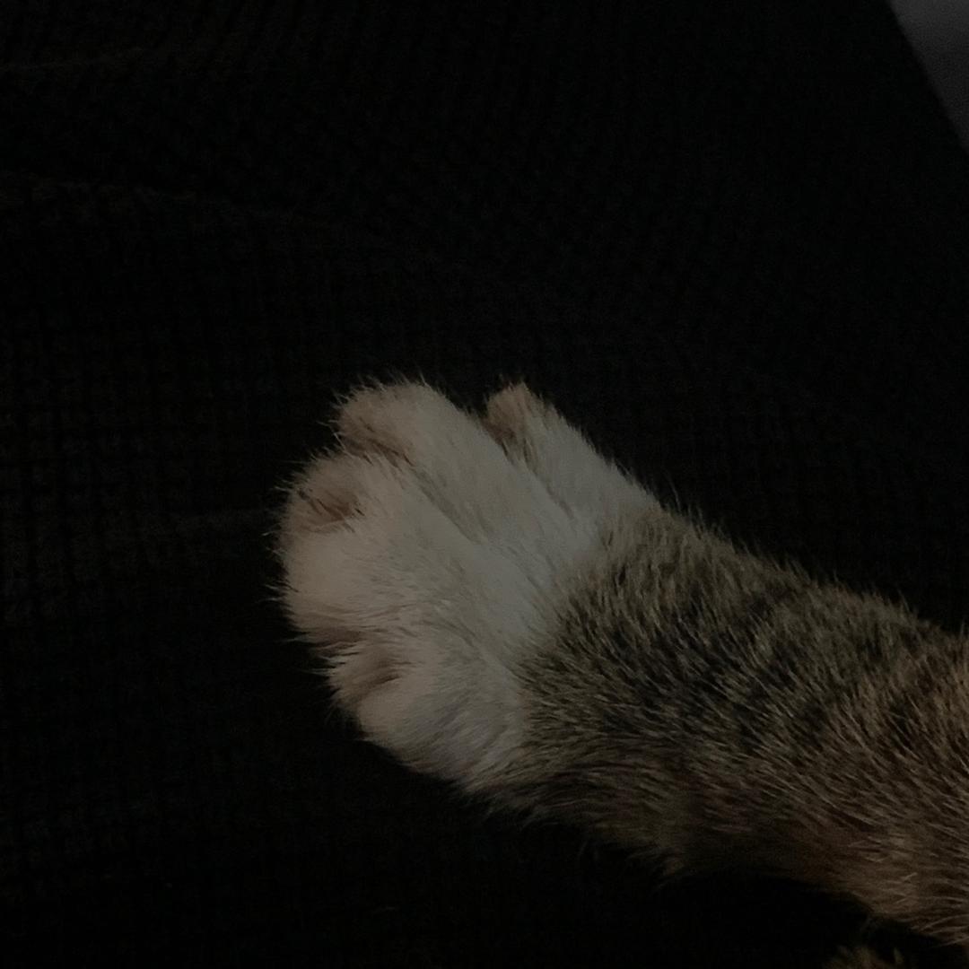 趙