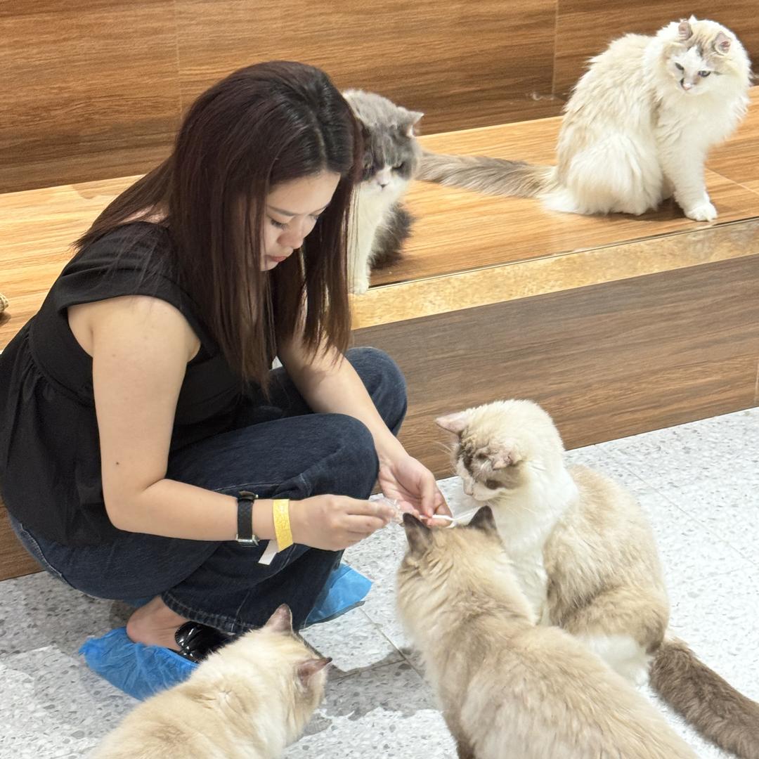 🐱🐱🐱