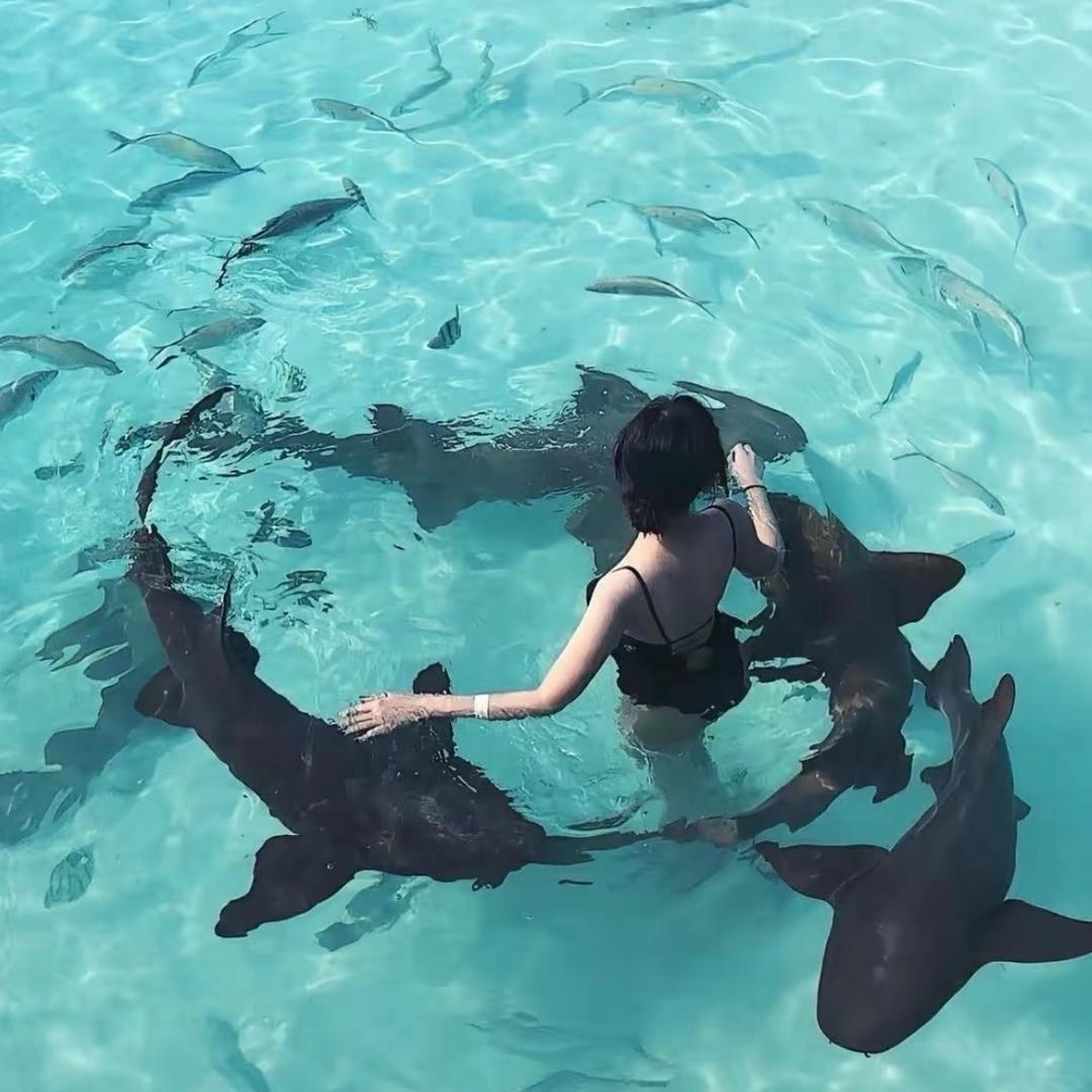 麦兜
