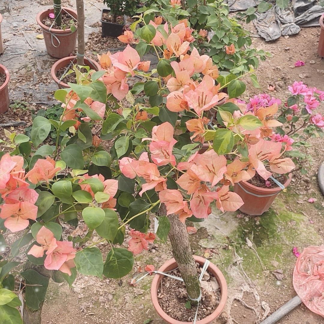 花涧溪三角梅