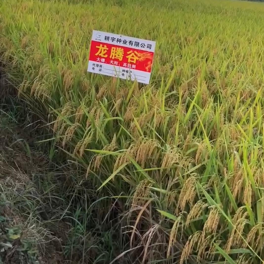 巢湖市裕丰优民农业科技有限公司张