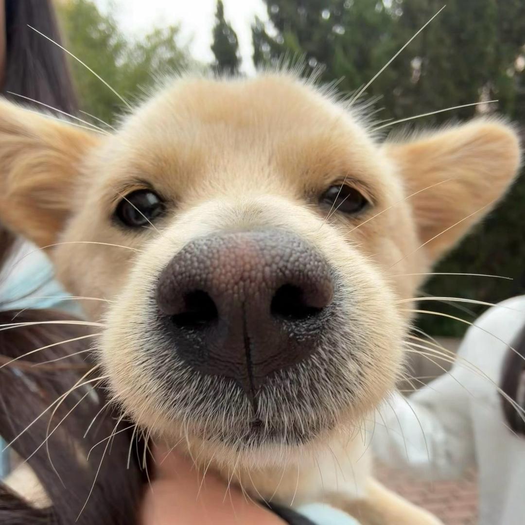 莓烦恼