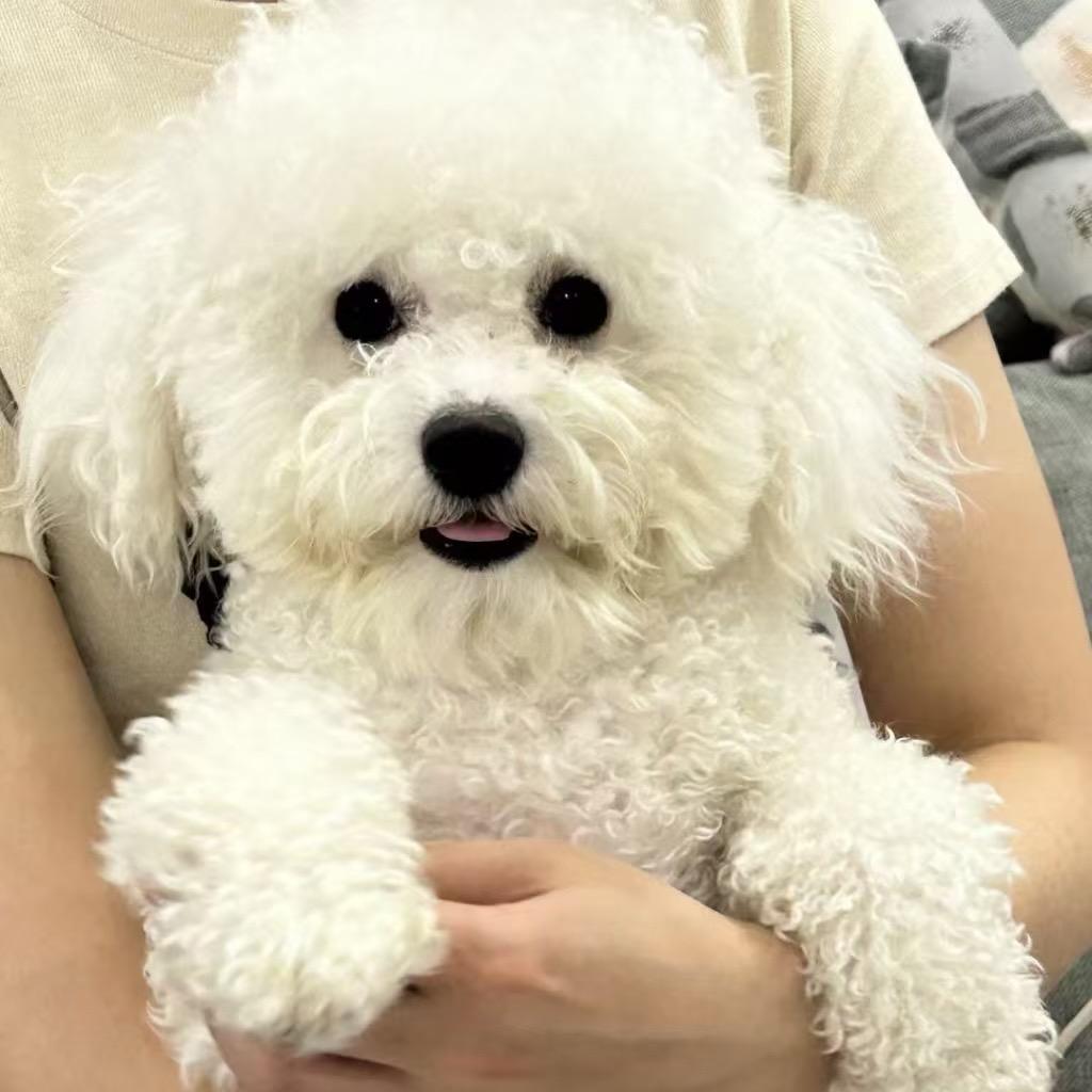机灵狗狗